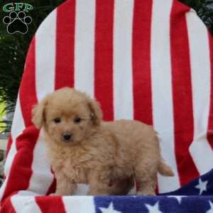 Annora, Morkie-Poo Puppy